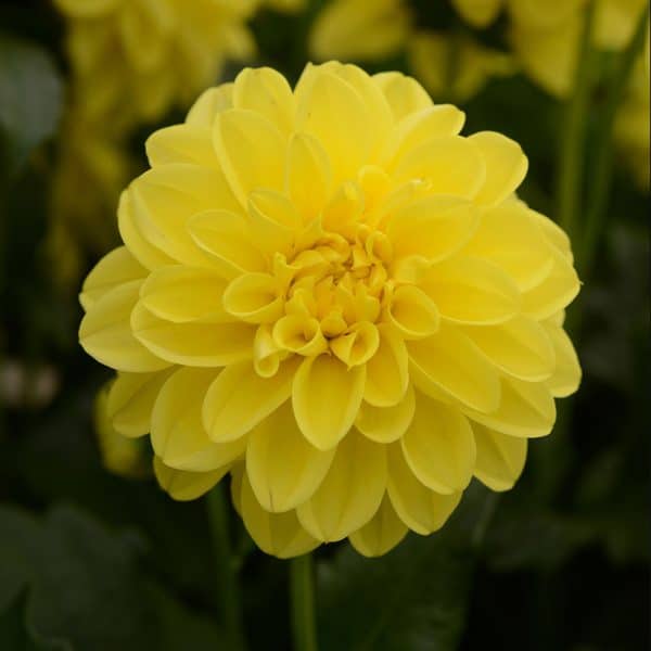 dahlia-dalaya-yellow-bloom2