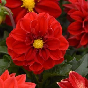 dahlia-figaro-red-shade