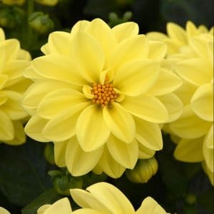 dahlia-figaro-yellow