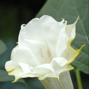 datura-ballerina-white-bloom