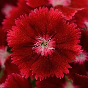 dianthus-floral-lace-crimson