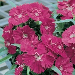 dianthus-ideal-select-rose