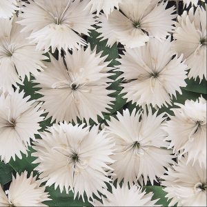 dianthus-ideal-select-white