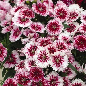 dianthus-ideal-select-white-fire
