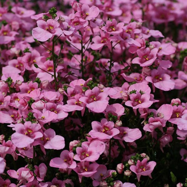 diascia-piccadilly-pink-bloom
