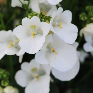 diascia-piccadilly-white-bloom