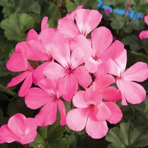 geranium-caliente-pink