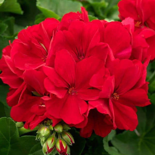 geranium-calliope-dark-red-bloom-2