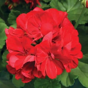 geranium-calliope-dark-red-bloom