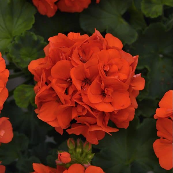 geranium-dynamo-orange-bloom