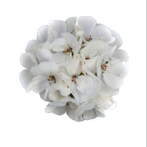 geranium-galaxy-white-bloom