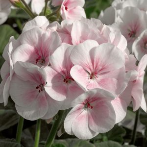 geranium-maverick-appleblossom-bloom
