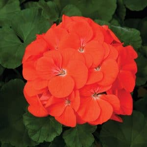 geranium-maverick-orange-bloom