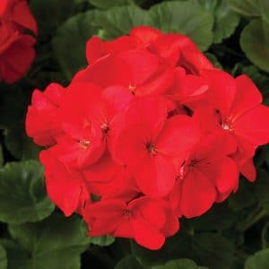 geranium-maverick-red-bloom