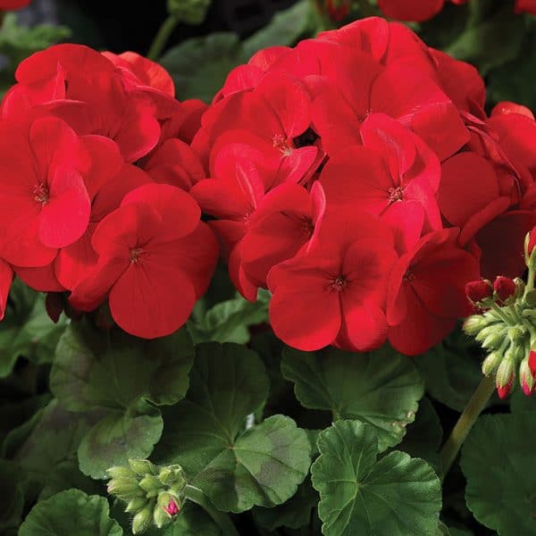 geranium-maverick-scarlet-bloom