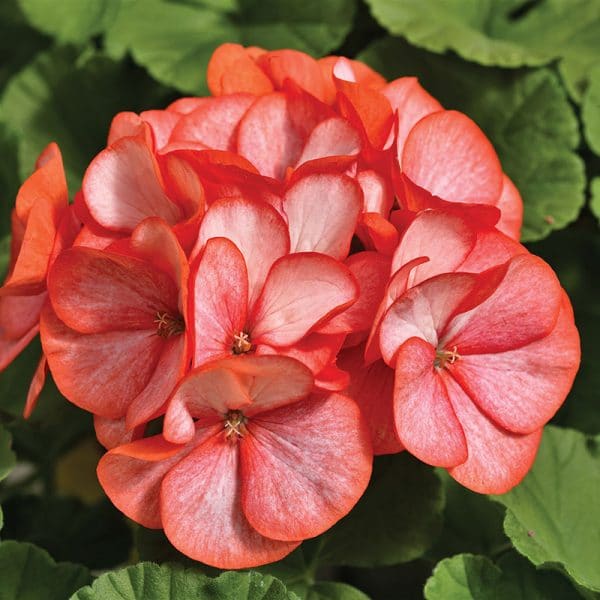 geranium-maverick-scarlet-picotee-bloom