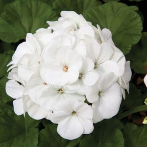 geranium-maverick-white-bloom
