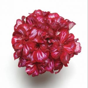 geranium-precision-burgundy-ice-bloom