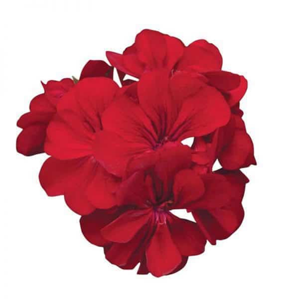 geranium-precision-red