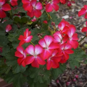 geranium-tango-cherry-bicolor