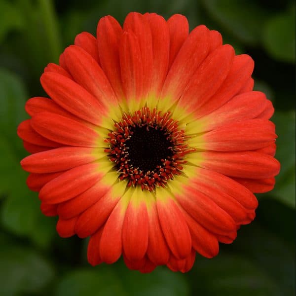gerbera-colorbloom-orange-yellow-bicolor-bloom