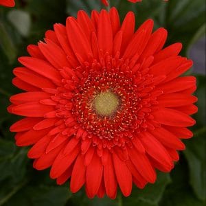 gerbera-mega-revolution-scarlet-red-eye-bloom