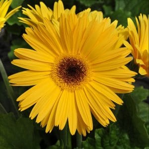 gerbera-mega-revolution-yellow-dark-eye-bloom