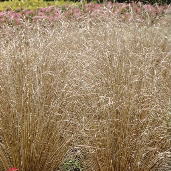 grass-carex-colorgrass-red-rooster-lanscape