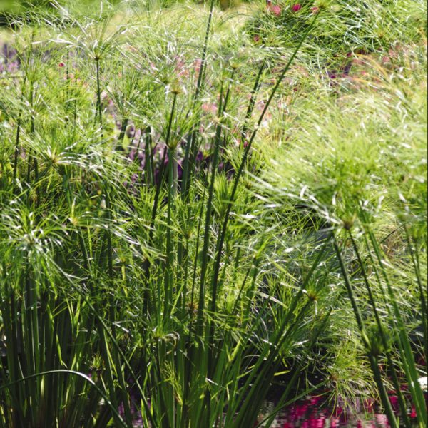 grass-cyperus-king-tut-garden