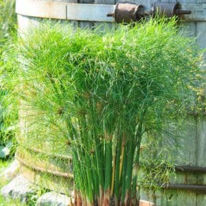 grass-cyperus-little-tut