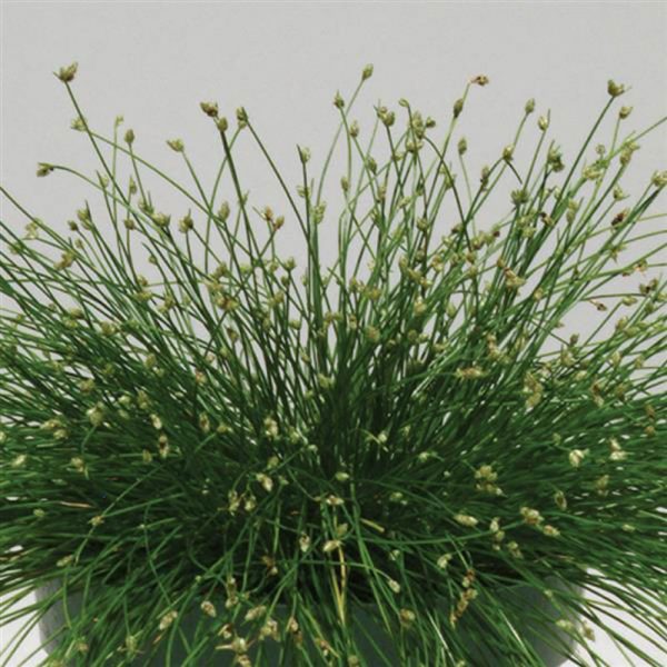 grass-isolepsis-colorgrass-live-wire