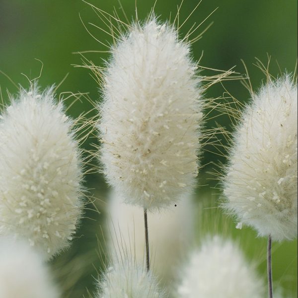 grass-lagurus-bunny-tails-bloom
