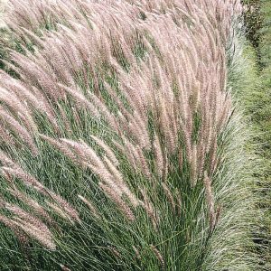 grass-pennisetum-fuzzy