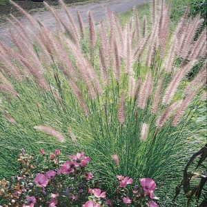 grass-pennisetum-rosy-red