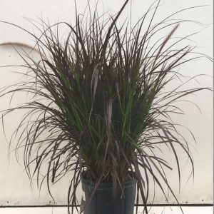 grass-pennisetum-rubrum
