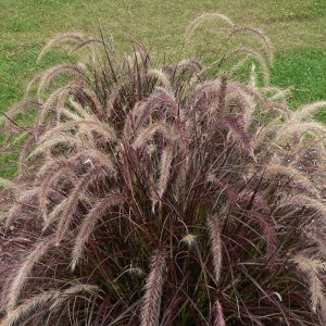 grass-pennisetum-rubrum-minimus