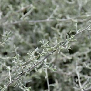 helichrysum-silver