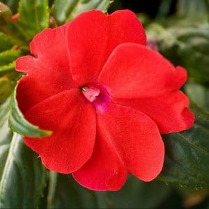 impatiens-sunpatiens-compact-red-bloom