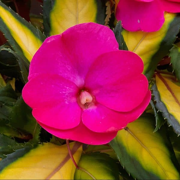 impatiens-sunpatiens-compact-tropical-rose-bloom