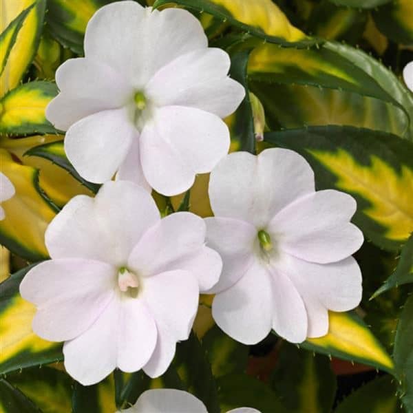 impatiens-sunpatiens-vigourous-white-bloom