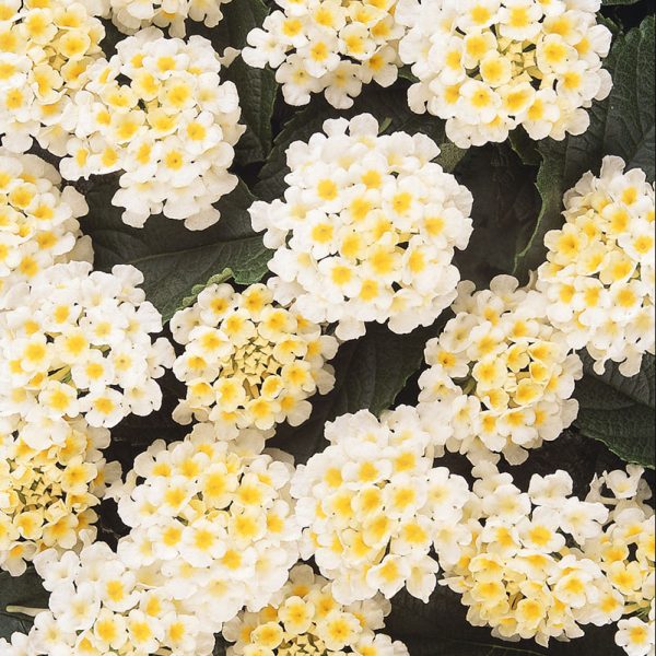 lantana-lucky-white-bloom