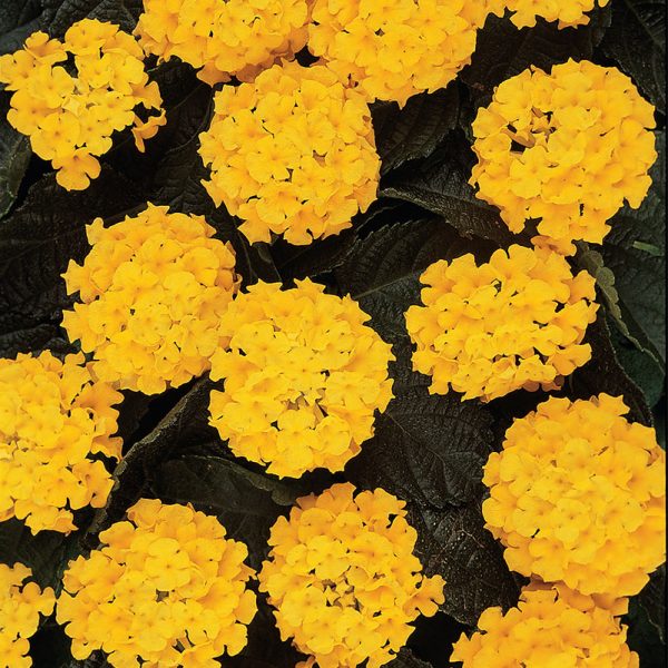 lantana-lucky-yellow-bloom