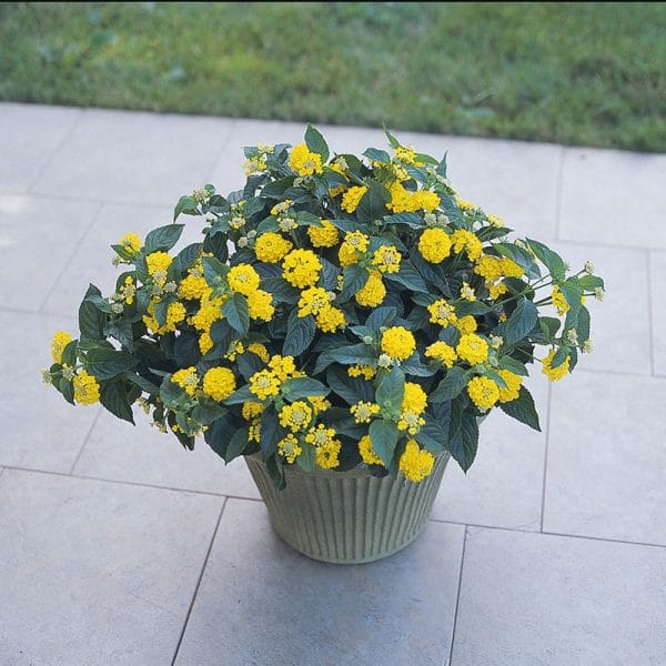 lantana-lucky-yellow-container