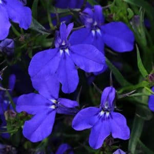 lobelia-magadi-basket-dark-blue-bloom