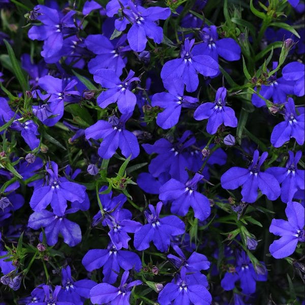 lobelia-magadi-basket-dark-blue-bloom3