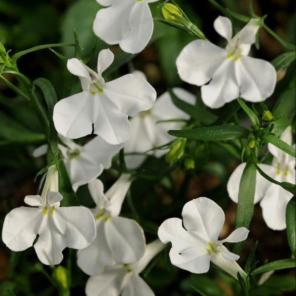lobelia-magadi-basket-white-bloom