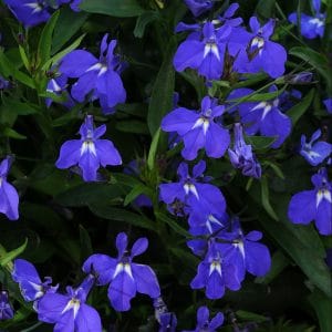 lobelia-magadi-blue-bloom