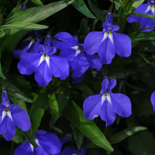 lobelia-magadi-blue-bloom2