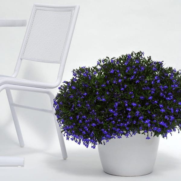 lobelia-magadi-blue-container