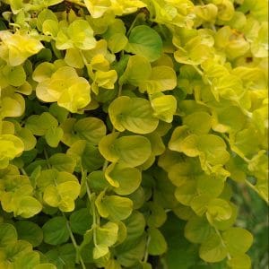 lysimachia-goldilocks-bloom